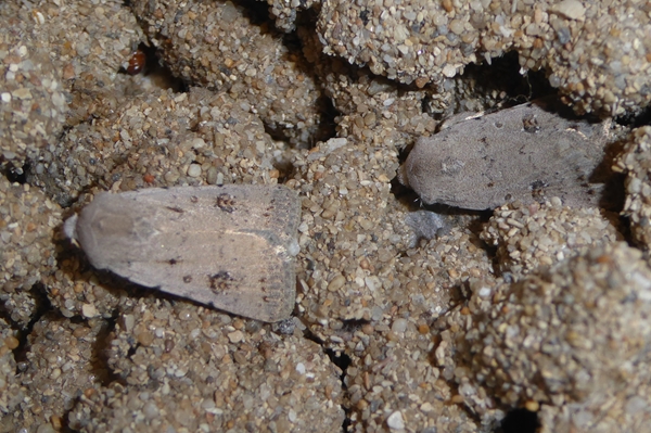 Caradrina (Paradrina) fuscicornis, Noctuidae